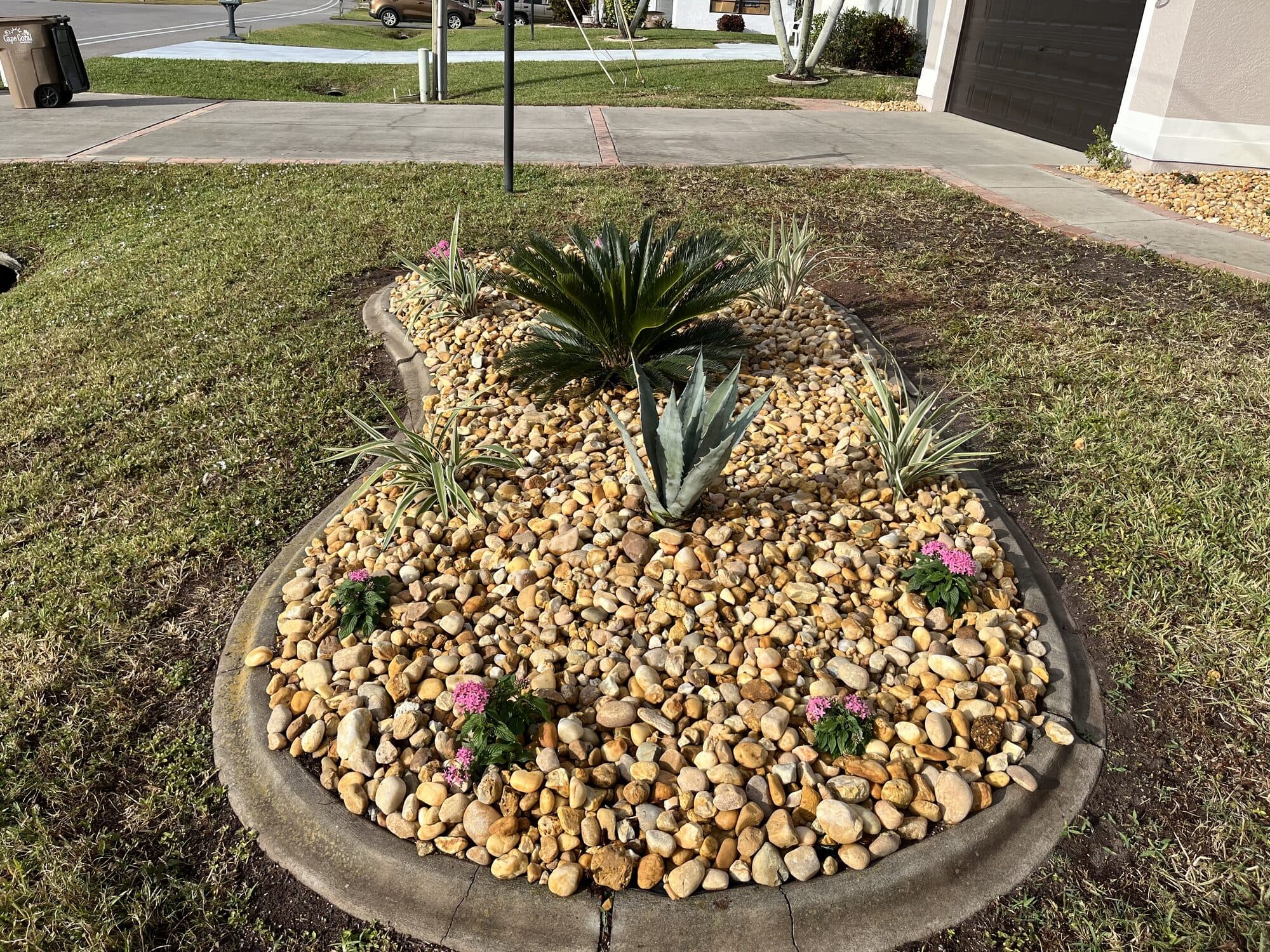 Healthy irrigated island bed with sago palm in Cape Coral